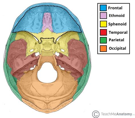 cranial fossa|the middle cranial fossa ________ is bounded anteriorly by.